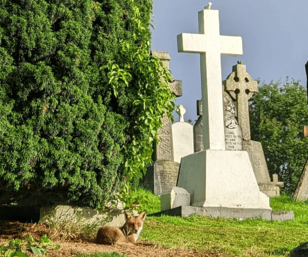 A fox resting on the grass in a cemetery, surrounded by gravestones and a large bush.